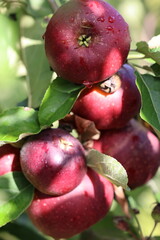 Red juicy apples on the sun with drops of water after the rain 