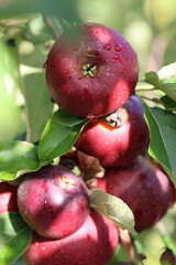 Red juicy apples on the sun with drops of water after the rain 