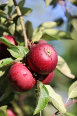 Red juicy apples on the sun with drops of water after the rain 