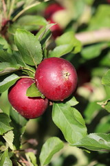 Red juicy apples on the sun with drops of water after the rain 