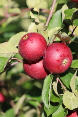 Red juicy apples on the sun with drops of water after the rain 