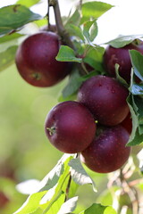 Apple branch with juicy red apples