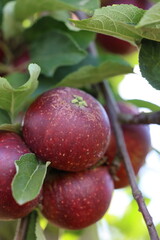 Juicy red apples on the apple tree