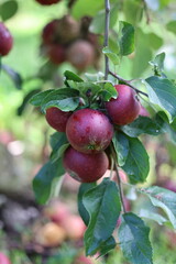 Juicy red apples on the apple tree
