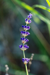 Fleur de lavande vraie