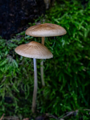 Entdecken Sie die faszinierende Welt der europäischen Pilze Aufgenommen im Wald, einzeln und in Gruppen, aus einzigartigen Blickwinkeln, auch von unten. Perfekt für Naturfreunde