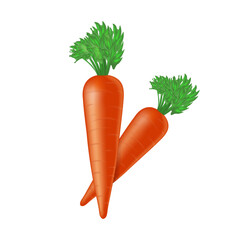 Carrots in a realistic style on a pure white background