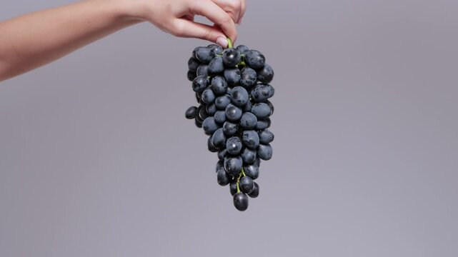 A large bunch of blue grapes in a girl's hand. Caring for grape bushes. Pinching and pruning grapes.