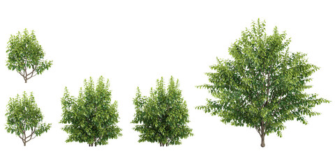 3d rendering of Closeup Bullet Wood trees on transparent background