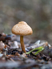Entdecken Sie die faszinierende Welt der europäischen Pilze Aufgenommen im Wald, einzeln und in Gruppen, aus einzigartigen Blickwinkeln, auch von unten. Perfekt für Naturfreunde