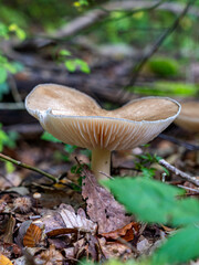 Entdecken Sie die faszinierende Welt der europäischen Pilze Aufgenommen im Wald, einzeln und in Gruppen, aus einzigartigen Blickwinkeln, auch von unten. Perfekt für Naturfreunde