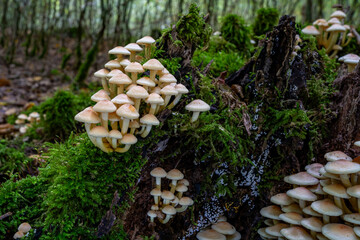 Entdecken Sie die faszinierende Welt der europäischen Pilze Aufgenommen im Wald, einzeln und in Gruppen, aus einzigartigen Blickwinkeln, auch von unten. Perfekt für Naturfreunde