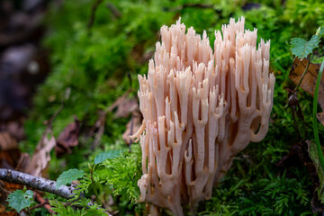 Entdecken Sie die faszinierende Welt der europäischen Pilze Aufgenommen im Wald, einzeln und in Gruppen, aus einzigartigen Blickwinkeln, auch von unten. Perfekt für Naturfreunde