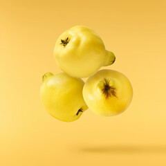 Fresh ripe yellow Quince fruit  falling in the air isolated on yellow background. Food levitation...