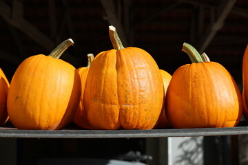 Pumpkins waiting to be bought, pumpkin rack
