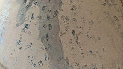 Vidrio sucio con huellas de gato