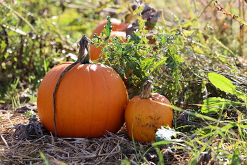 Obraz premium Pumpkins plantation field in autumn time to harvest