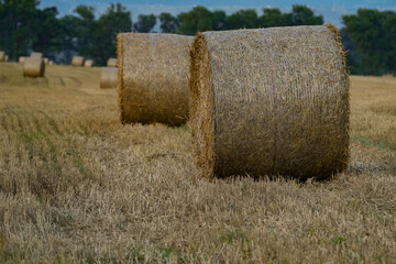 Straw bales left in the field after the harvest