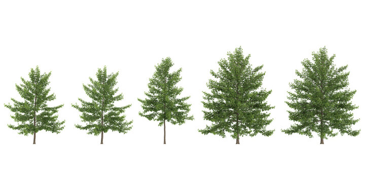 Collection of Willow Oak plants with transparent background