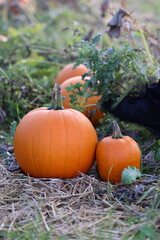 Pumpkin, Pumpkins on the field in autumn