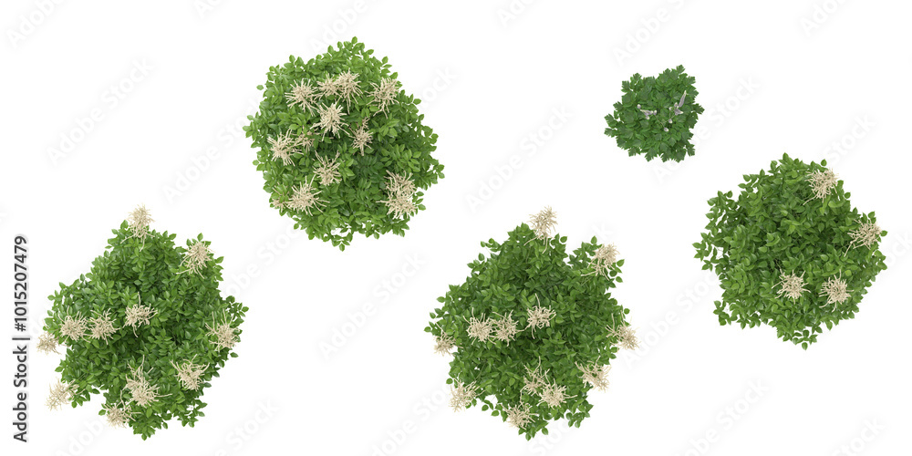 Poster set of aruncus flower plants on transparent background from the top view
