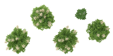  set of Aruncus flower plants on transparent background from the top view