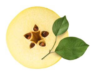 Fresh ripe yellow Quince fruit  falling in the air isolated on white background. Food levitation or zero gravity conception