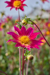 pink dahlia Bright Eyes with flower buds surrounding it