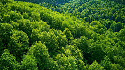 Fototapeta premium A lush green forest canopy seen from above.