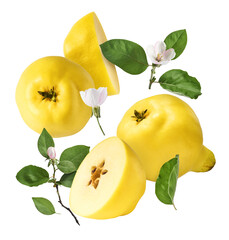 Fresh ripe yellow Quince fruit  falling in the air isolated on white background. Food levitation or...