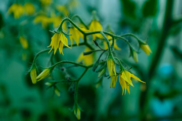 Yellow tomato flowers on blurred green background, close-up. Blooming tomato plant for publication, poster, screensaver, wallpaper, postcard, banner, cover, post. High quality photo