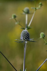 blue thorn on the background of a summer field, close-up of field plants 