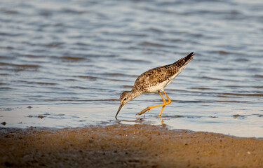 The lesser yellowlegs (Tringa flavipes) looking for food in shallow water lake Michigan.