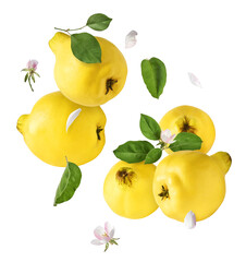 Fresh ripe yellow Quince fruit  falling in the air isolated on white background. Food levitation or...