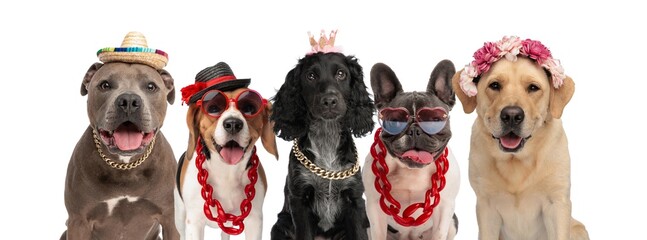 dog team getting ready for halloween party with funny costumes