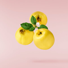 Fresh ripe yellow Quince fruit  falling in the air isolated on pink background. Food levitation or...