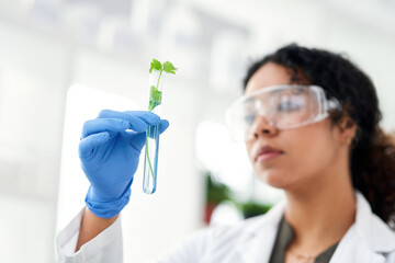 Lab, research and woman with plant in test tube for gmo development, growth or inspection in...