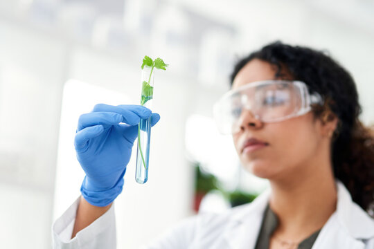 Lab, research and woman with plant in test tube for gmo development, growth or inspection in science. Biotech, nature and scientist with leaf for study, sustainability or innovation in agriculture