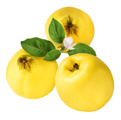 Fresh ripe yellow Quince fruit  falling in the air isolated on white background. Food levitation or...