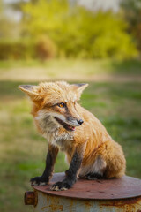 A close up of a Red Fox in the grass