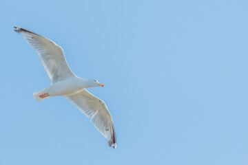 Herring gull (Larus argentatus) flying along the cliffs.