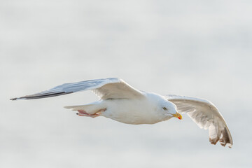 Herring gull (Larus argentatus) flying along the cliffs.