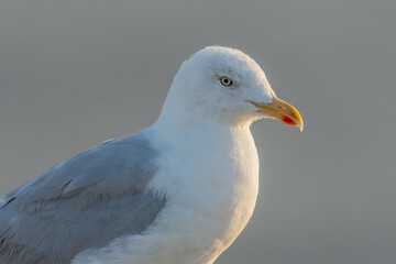 Portrait of a herring gull (Larus argentatus) in the cliffs of the Atlantic Ocean