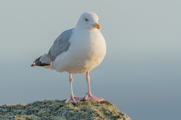 Herring gull (Larus argentatus) resting on a rock.