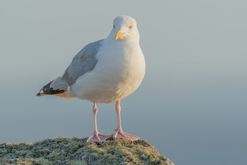 Herring gull (Larus argentatus) resting on a rock.