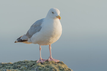 Herring gull (Larus argentatus) resting on a rock.