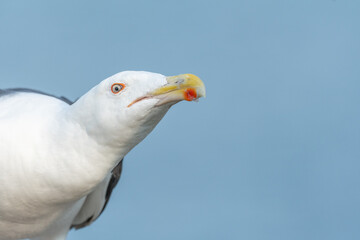 Lesser Black-backed Gull (Larus fuscus) portrait in a port on the Atlantic coast.