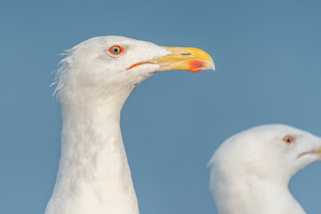 Lesser Black-backed Gull (Larus fuscus) portrait in a port on the Atlantic coast.