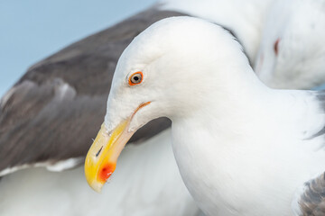 Lesser Black-backed Gull (Larus fuscus) portrait in a port on the Atlantic coast.