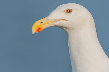 Lesser Black-backed Gull (Larus fuscus) portrait in a port on the Atlantic coast.